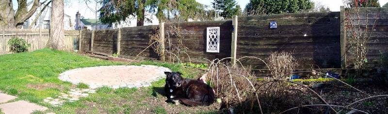 Zoe in our old backyard 